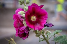 Hollyhock, Pink Flower