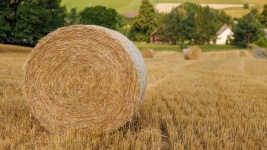 Straw Bale In The Field