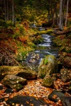 Stream In Forest In Autumn