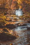 Stream In Forest In Autumn