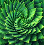 Succulent Green Plant Photo