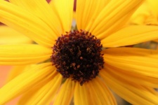 Sunflower Close Up 2