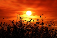 Sunset Wildflowers Silhouette
