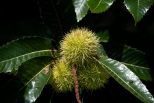 Sweet Chestnut, Castanea Sativa