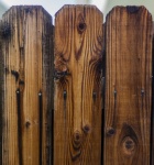 Three Fence Faces