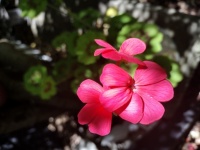 Three Pink Flowers