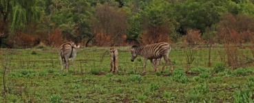 Three Zebra Grazing On A New Field