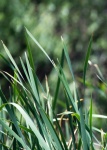 Tips Of Green Reed Leaves