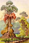Trees  1 By Ernst H. Haeckel
