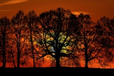 Trees Silhouette At Sunset