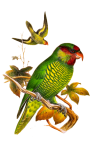 Trichoglossus Parrot