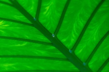 Tropical Green Leaf Detail