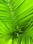 Tropical Plant Green Leaves