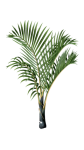 Tropical Plant Palm Tree