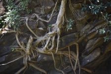 Twisted Tree Roots