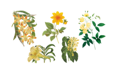 Vintage Clipart Flowers Yellow