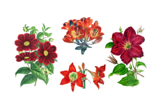 Vintage Clipart Flowers Red