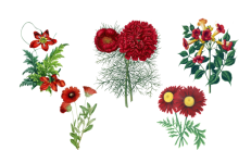 Vintage Clipart Flowers Red