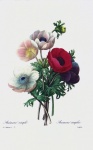 Vintage Flower Anemone Art