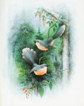 Vintage Illustration Birds Flowers