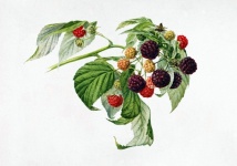 Vintage Art Blackberries Fruits