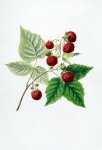 Vintage Art Raspberries Fruits