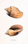Vintage Art Seashells Drawing