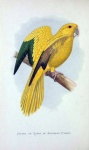 Vintage Art Parrot Amazon