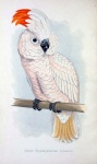 Vintage Art Parrot Cockatoo