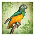 Vintage Art Parrot Bird