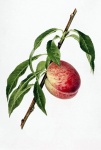 Vintage Art Peach Fruits