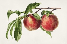 Vintage Art Peach Fruits