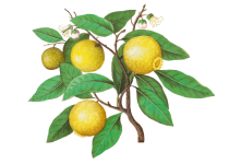 Vintage Art Lemons Fruits