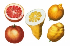 Vintage Art Lemons Fruits