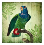 Vintage Tropical Bird Parrot