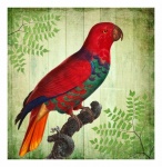 Vintage Tropical Bird Parrot