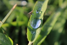 Water Droplet On A Leaf