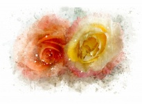 Watercolor Roses