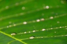 Waterdrops On A Leaf