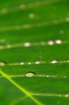 Waterdrops On A Leaf