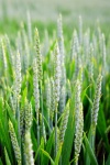Wheat Grain Grain Photo