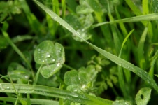 Wet Undergrowth Covered In Dew