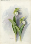 Wildflowers Vintage Watercolor Art