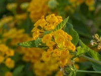 Yellow Lantana Flower