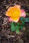 Yellow Pink Rose