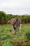 Zebra Grazing On A Green Field