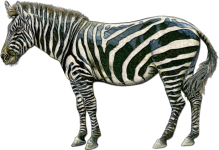 Zebra Standing Art