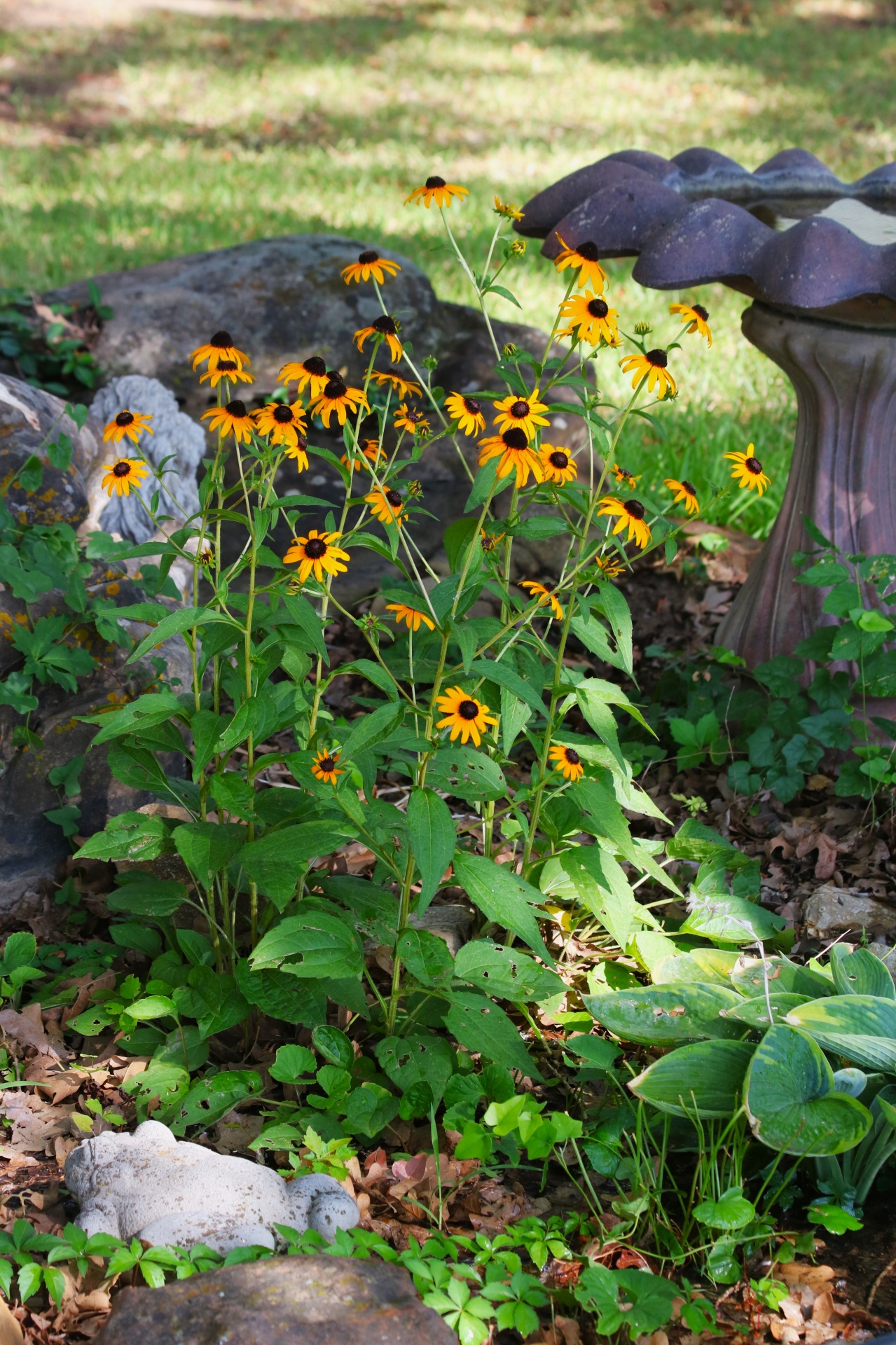 Black-eyed Susan Flowers In Garden