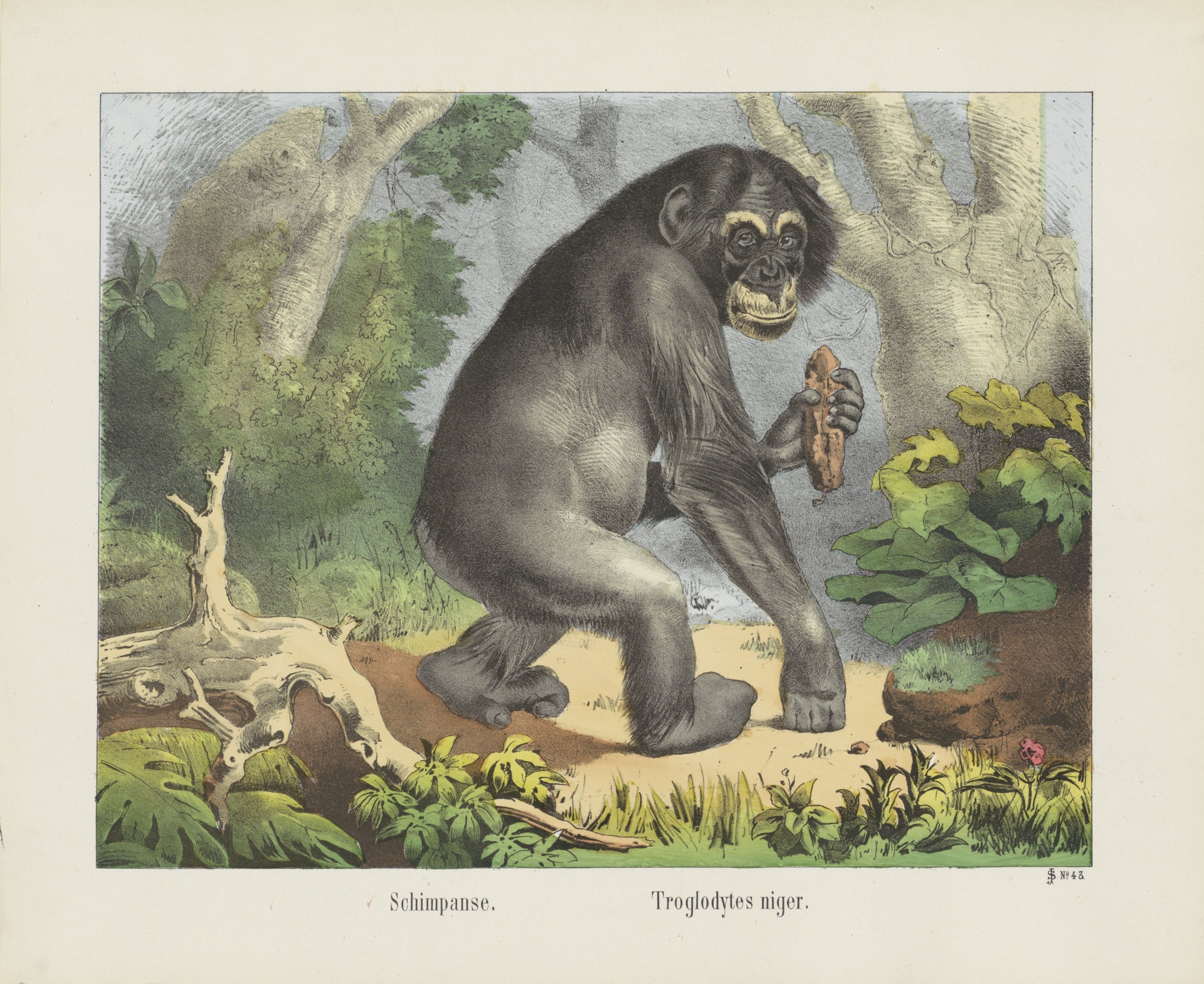 Chimpanzee Vintage Art