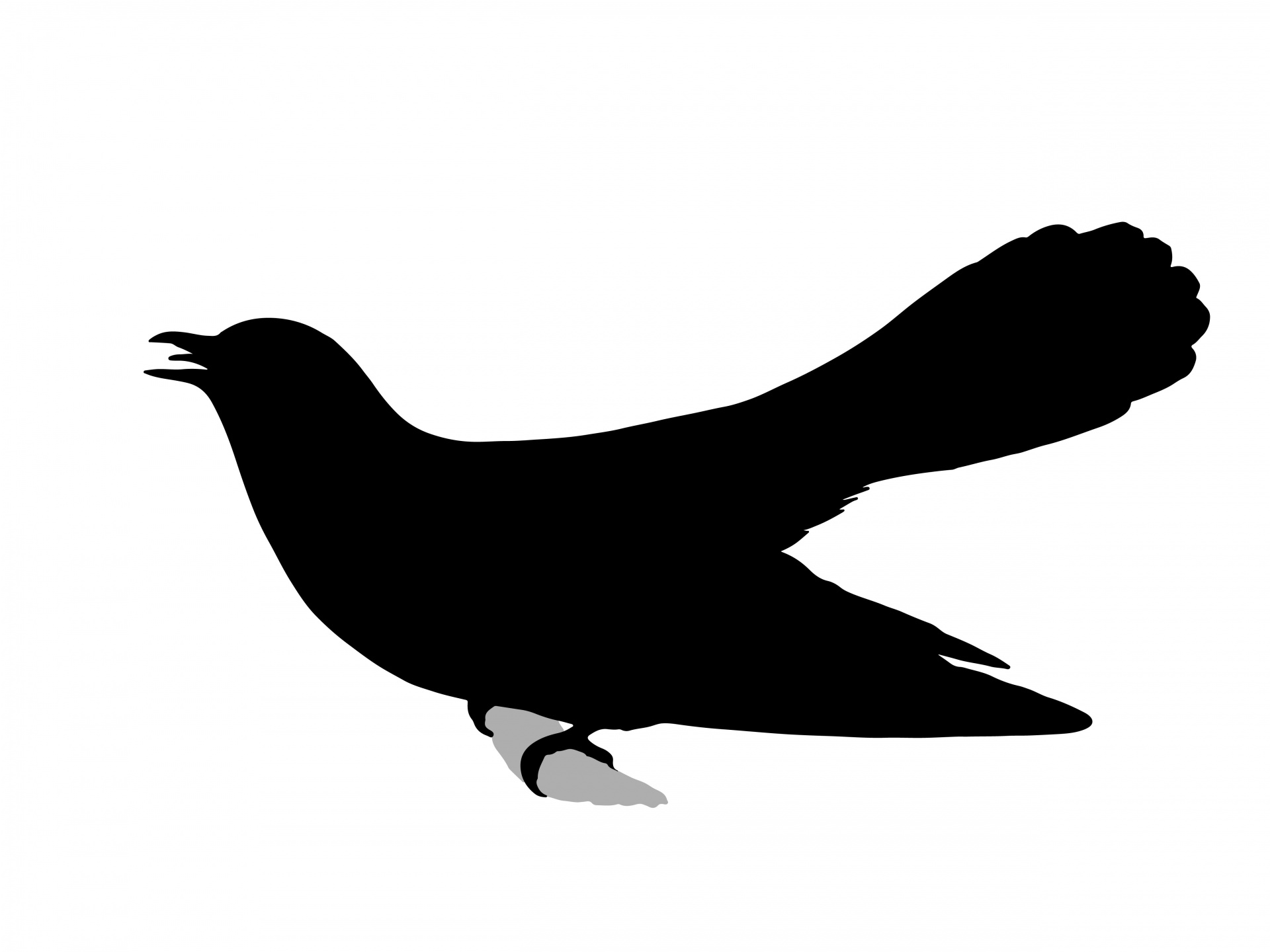Cuckoo Bird Silhouette